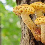 Pholiota-aurivella-150x150.jpg