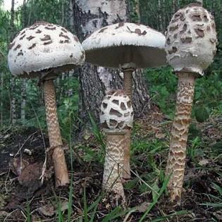 False and edible umbrella: The main differences