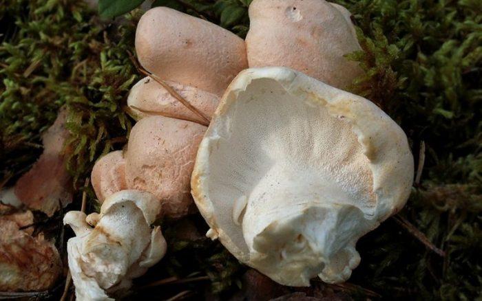 Albatrellus confluenes5
