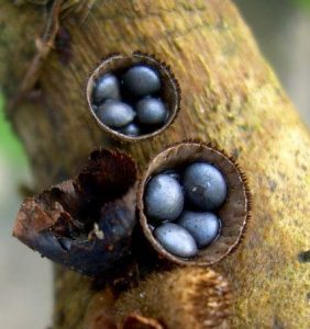Cyathus-stercoreus