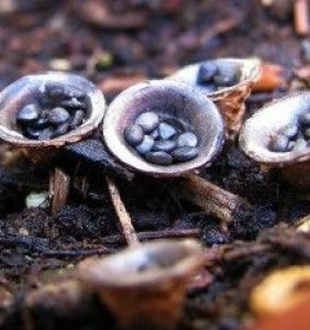 Cyathus-stercoreus1