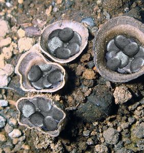 Cyathus-stercoreus2