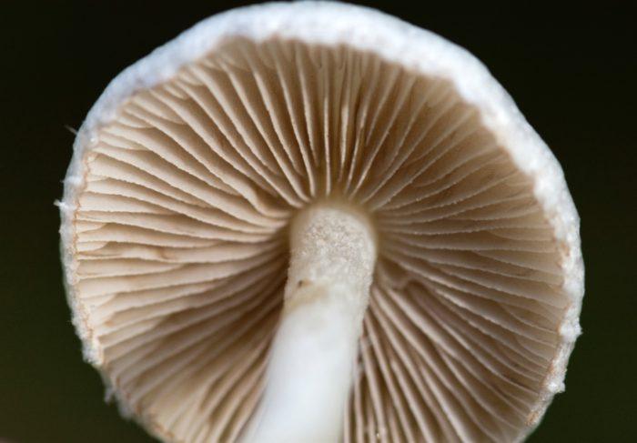 Inocybe geophylla6