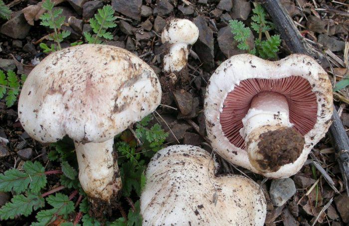 Шампиньон королевский
