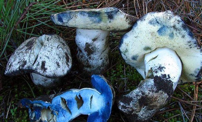 Как понять, что Вы нашли гиропорус синеющий?