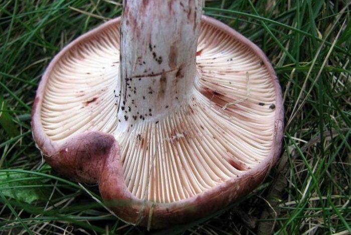 Hygrophorus russula