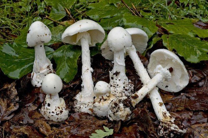 Amanita virosa