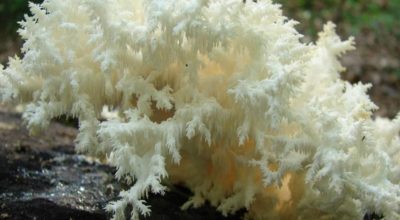 Hericium coralloides1