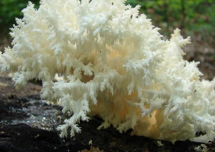 Hericium coralloides1