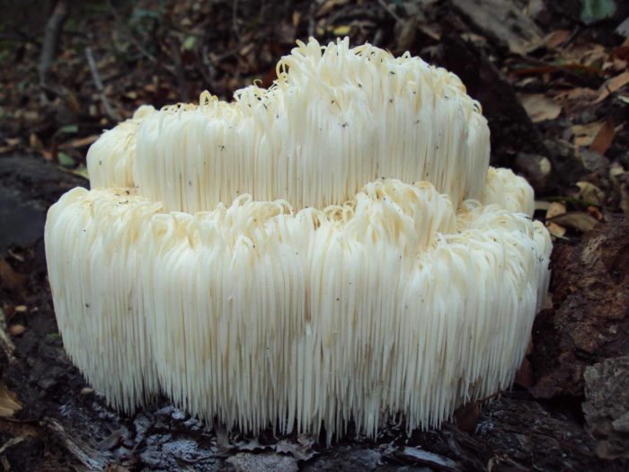 Hericius erinaceus