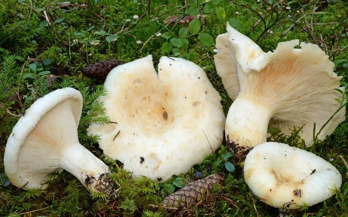 Lactarius-resimus1.jpg