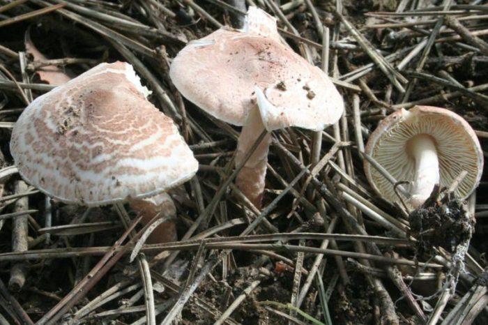 Lepiota helveola