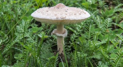 Macrolepiota excoriata1