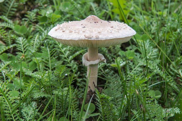 Macrolepiota excoriata1