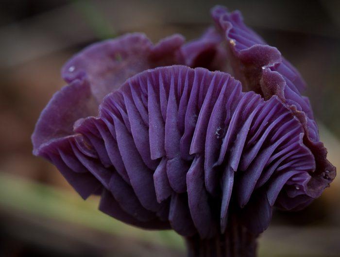 0739 фото