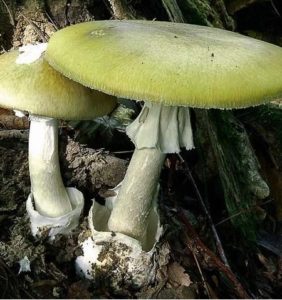 Amanita phalloides