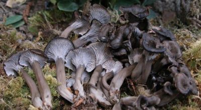 Cantharellus cinereus1