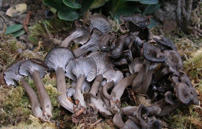Cantharellus cinereus1