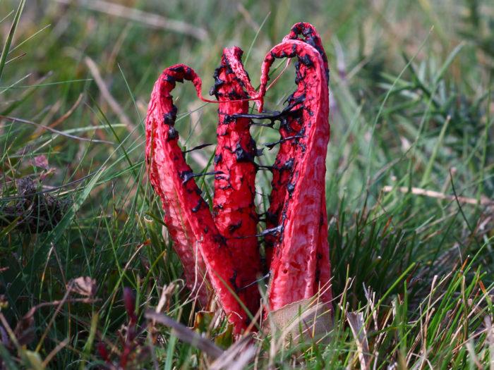 Clathrus аrcheri1