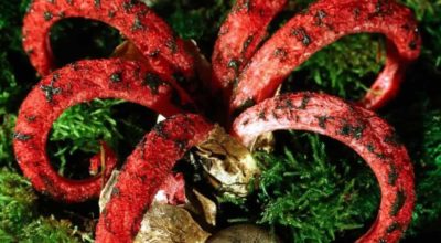 Clathrus аrcheri2