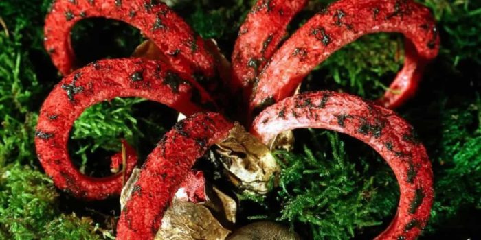 Clathrus аrcheri2