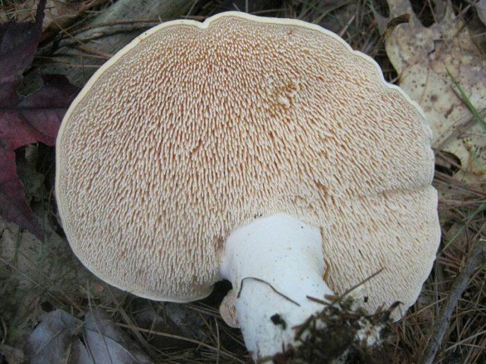 Dentinum albidum1