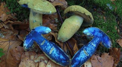 Gyroporus cyanescens
