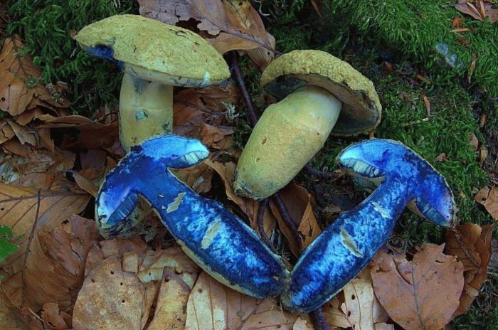 Gyroporus cyanescens