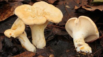 Hydnum repandum3