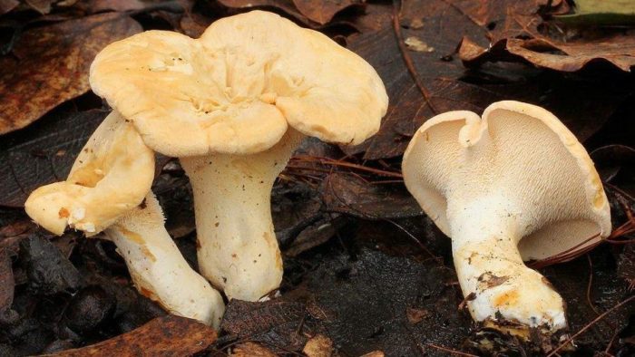 Hydnum repandum3
