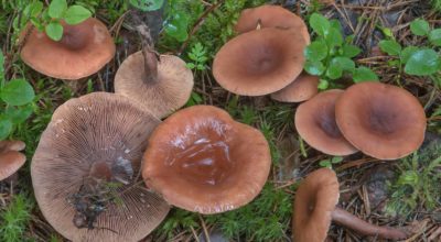 Lactarius camphoratus1