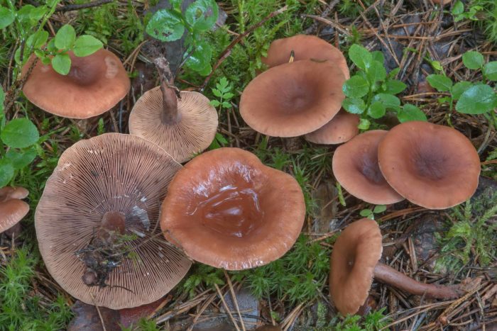 Lactarius camphoratus1