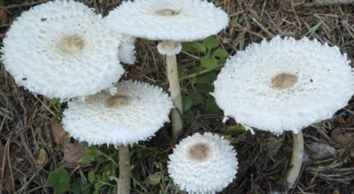 Leucoagaricus nympharum1