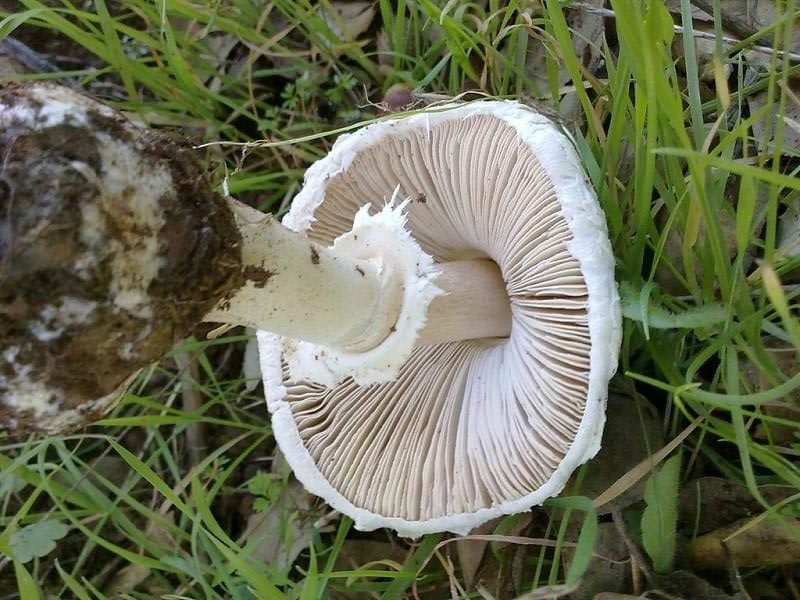 Leucoagaricus nympharum3
