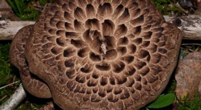 Sarcodon Imbricatus1