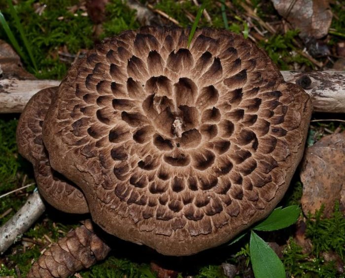 Sarcodon Imbricatus1
