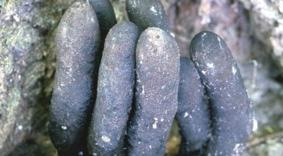 Xylaria polymorpha1
