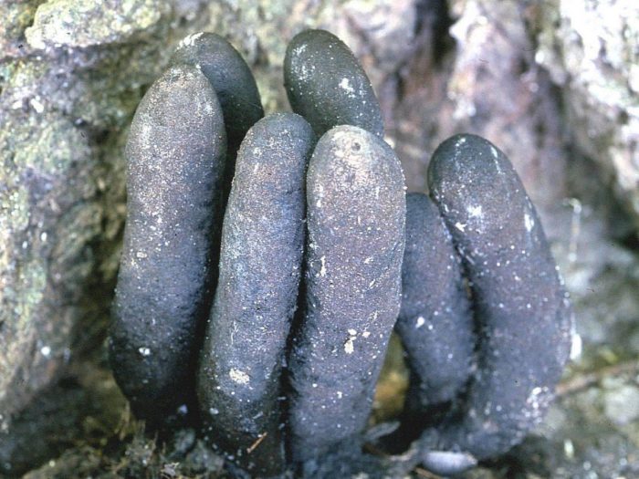Xylaria polymorpha1