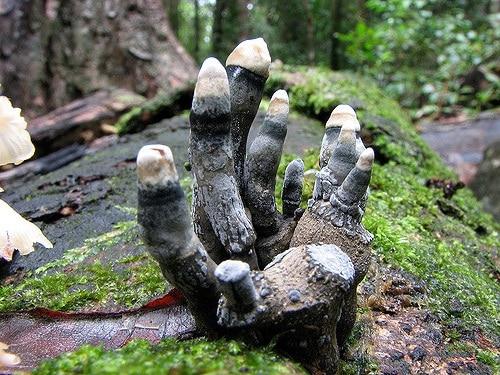 Xylaria polymorpha2