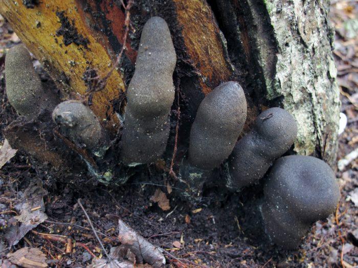 Xylaria polymorpha3