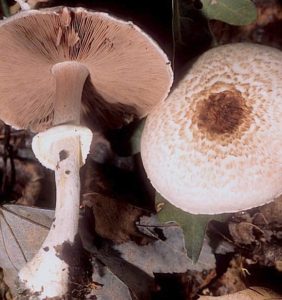 agaricus_silvaticus