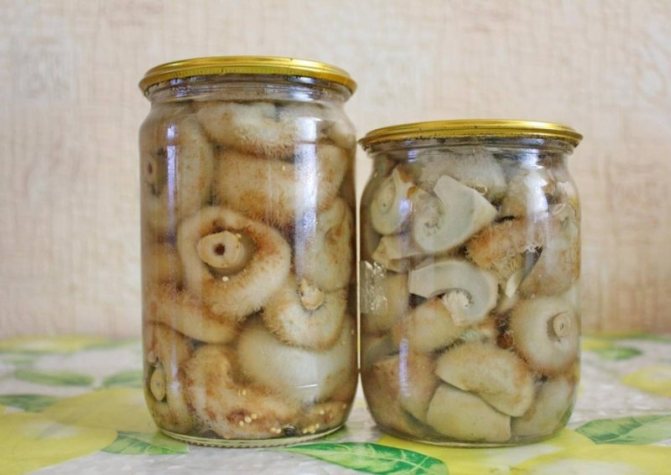 Гриб Подгруздок белый – вкусный лесной красавец