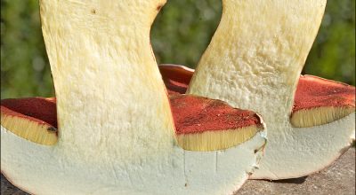 Вы ничего не знали о сатанинском грибе! В чем его опасность?