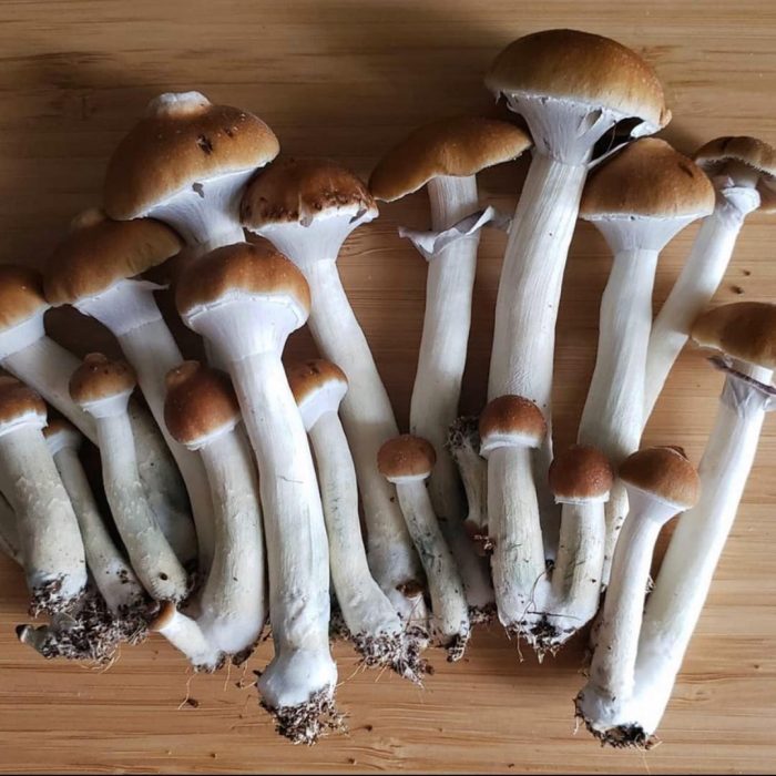 Все что нужно знать о Psilocybe cubensis