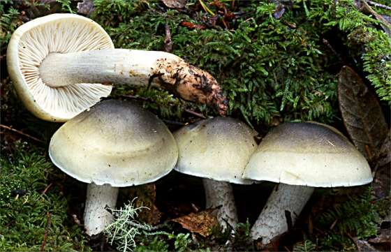 1810 фото