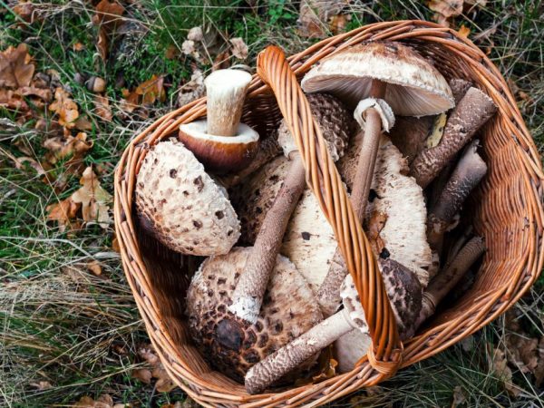 А вы знали о существовании такого гриба? Знакомьтесь, курятник!