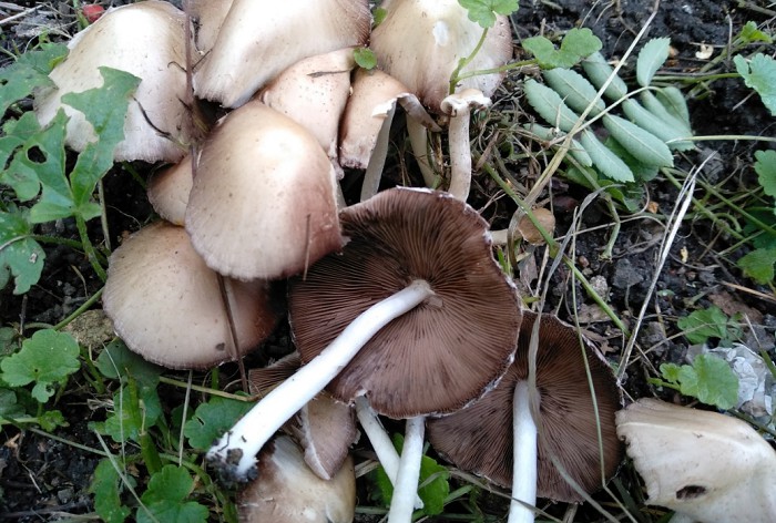 Psathyrella candolleana