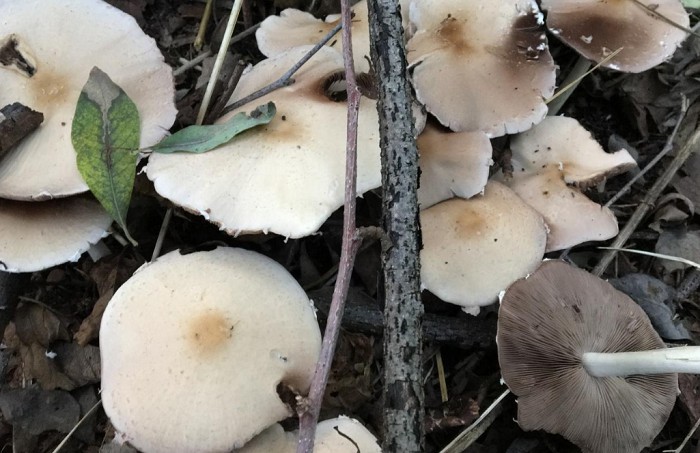 Psathyrella candolleana