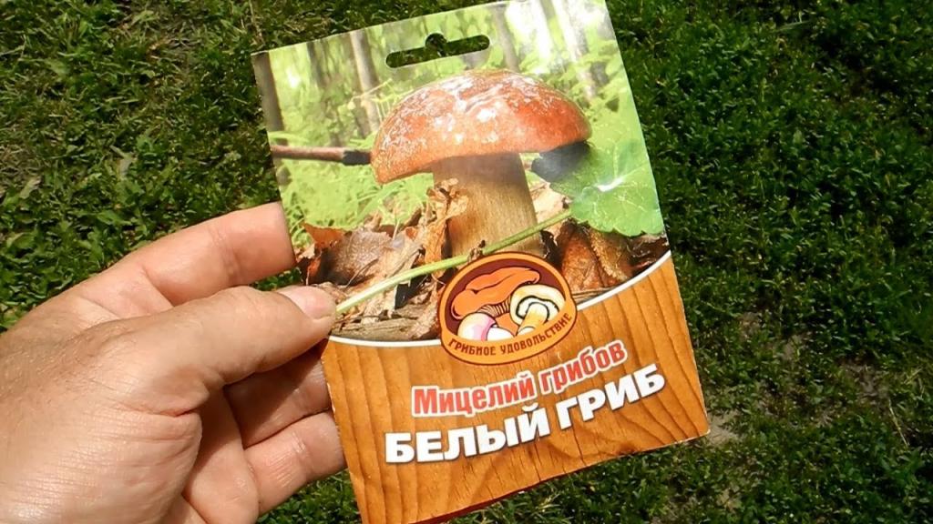 Выращивание белых грибов на приусадебном участке