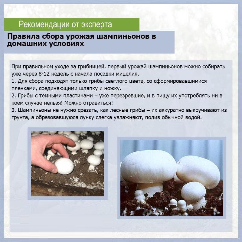 Как посеять грибы на участке из гриба